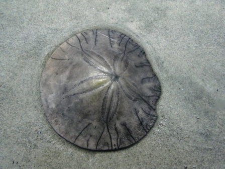 Sand dollar