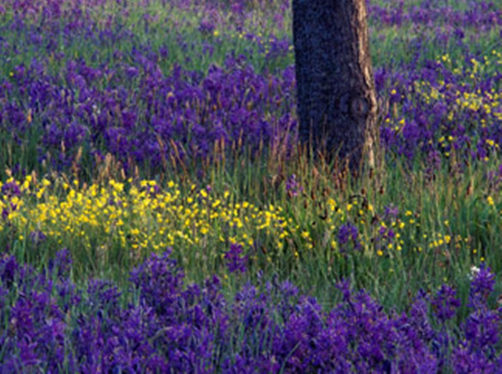 Camas and Buttercups